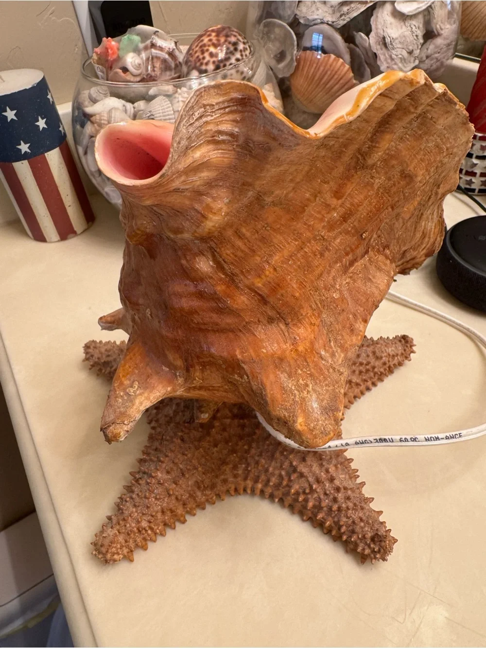 Real Conch Shell & Starfish Table Lamp Nightlight - Mexico 🇲🇽